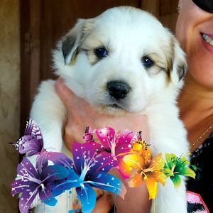 Meet your Posher, Kenneth